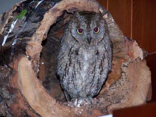 Lucignano - "Virgilio" the owl