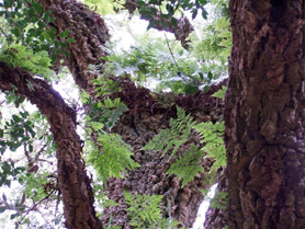 Gardens  - Monserrate Palace Grounds - Sintra, Portugal