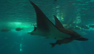 Oceanario, the aquarium of Lisbon, Portugal.