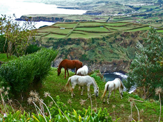 Inlets, grazing land - typical Azorean coastal view.